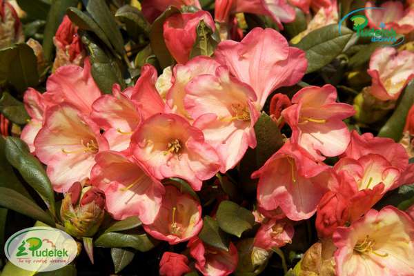 Rhododendron Barbarella